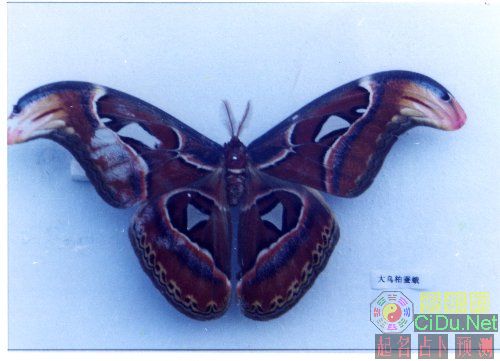 �鿴���ྫ��ͼƬ