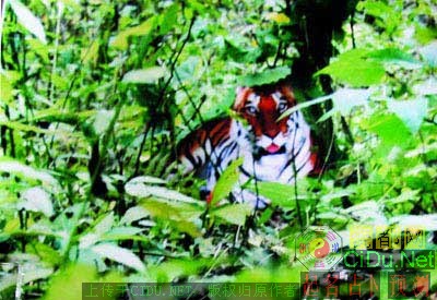 ������ҵ���ֹ���2��Ұ�����ϻ���Ƭ(ͼ)