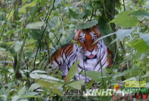 组图:“华南虎”照片造假 周正龙被提请逮捕