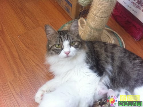 ƻ��iPhone 4�л�����Ѷ������������