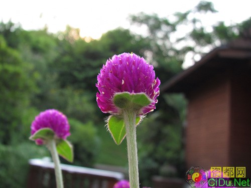 ����IXUS 1000HS����