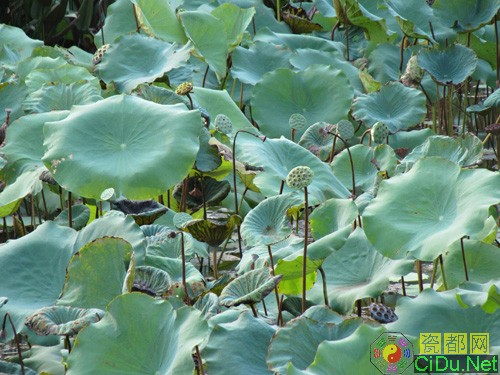 ����IXUS 1000HS����