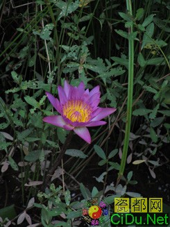 ����IXUS 1000HS����