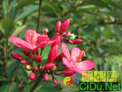 ����IXUS 1000HS����