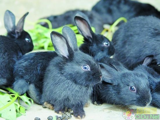 ���ۺ�ë��β�� Ȫ��������С��(ͼ)