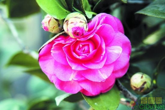 �����������쵽ɽ�軨����ů��(ͼ)